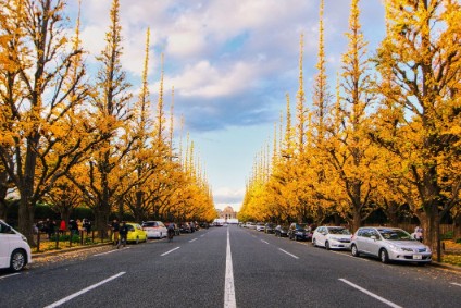 The Photogenic Spot for Ginkgo Trees instagram picture guide book for photography in tokyo location