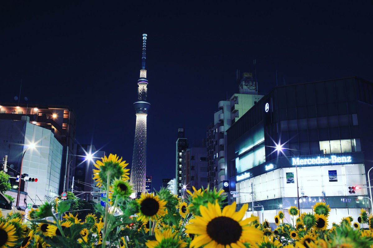 During the summers this spot has a bed of sunflowers. Playing with some light painting you can get a great picture of the Skytree and the sunflowers.